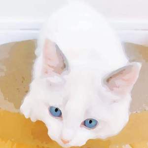 色多多视频成人影院
